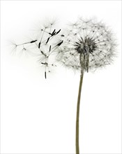 Dandelion clock
