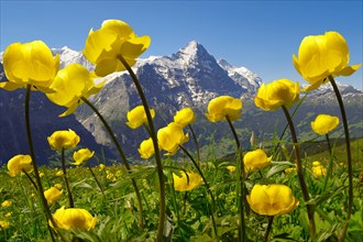 Alpine Globeflower (Trollius europaeus)