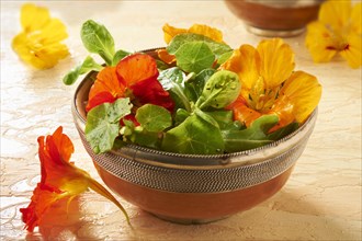 Fresh nasturtium flowers and leaves in a salad