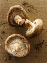 Fresh organic Shiitake mushrooms