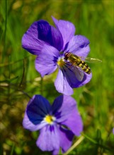 Spurred Violet (Viola calcarata) with a hoverfly