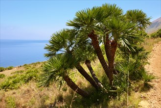 Dwarf palms (Chamaerops humilis)