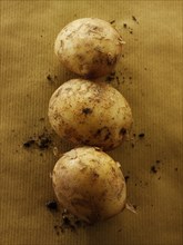 New fresh organic Jersey potatoes