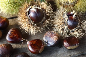 Fresh organic Chestnuts (Castanea sativa)