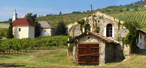 Wine cellar in the Badascony vineyards