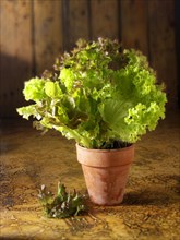 Growing lettuce in a pot