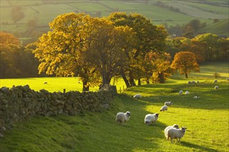 Farndale farm with sheep in autumn