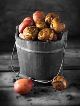 Maris Piper potatoes in a bucket