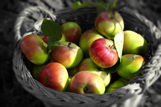 Freshly harvested organic apples in a basket