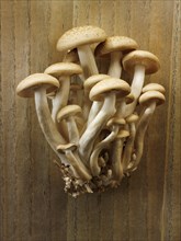 Raw fresh organic Hon-Shimeji mushrooms