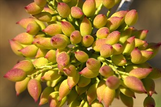 Pistachio nuts (Pistacia vera) growing on bushes