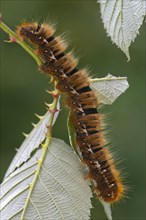 Caterpillar of an Oak Eggar Moth (Lasiocampa quercus)
