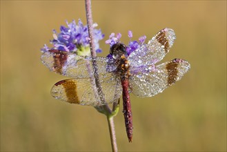 Banded Darter (Sympetrum pedemontanum)