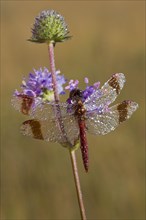 Banded Darter (Sympetrum pedemontanum)