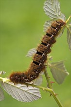 Caterpillar of an Oak Eggar Moth (Lasiocampa quercus)
