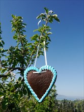 Gingerbread heart hanging on an apple tree