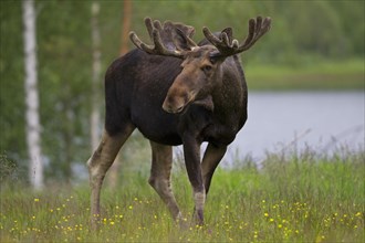 Eurasian Elk (Alces alces)