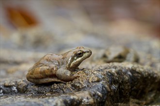 Pyrenean Frog (Rana pyrenaica)