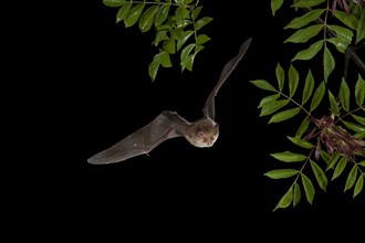 Mehely's Horseshoe Bat (Rhinolophus mehelyi) in flight