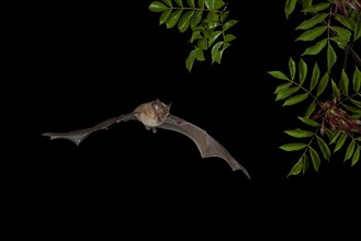 Greater Horseshoe Bat (Rhinolophus ferrumequinum) in flight
