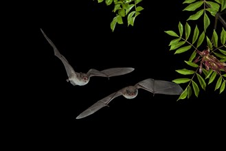Two Long-fingered Bats (Myotis capaccinii) in flight