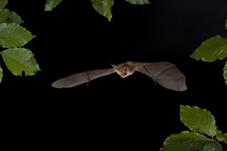 Brown Long-eared Bat (Plecotus auritus) in flight