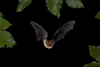 Natterer's Bat (Myotis nattereri) in flight