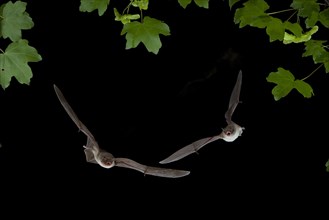 Long-fingered Bat (Myotis capaccinii) and Schreiber's Bent-winged Bat (Miniopterus scheibersii) in flight