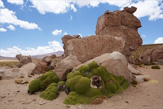 Yareta or llareta (Azorella compacta) on the Altiplano