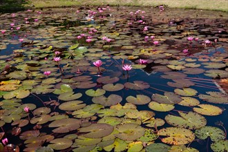 Lotus pond with Lotus (Nelumbo) flowers