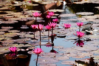 Lotus pond with Lotus (Nelumbo) flowers