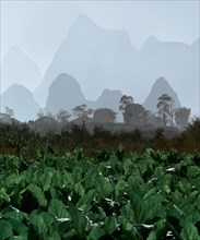 Karst mountain landscape and agriculture near Yangshuo