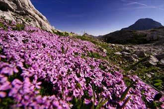 Rock Soapwort (Saponaria ocymoides) in front of panorama with peaks