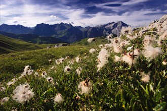 Faded Alpine anemones (Pulsatilla alpina subsp. alpina) in front of panorama with peaks