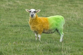 Sheep painted in the colours of Donegal