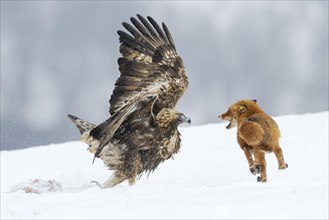 Golden Eagle (Aquila chrysaetos) fighting with a red fox (Vulpes vulpes) over a carcass