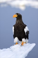 Steller's Sea Eagle (Haliaeetus pelagicus) perched on floating ice