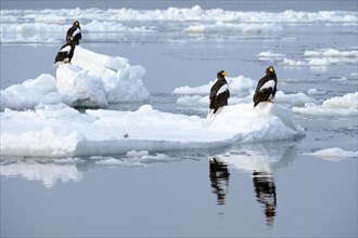 Group of Steller's Sea Eagles (Haliaeetus pelagicus) perched on floating ice