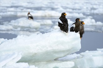 Group of Steller's Sea Eagles (Haliaeetus pelagicus) perched on floating ice