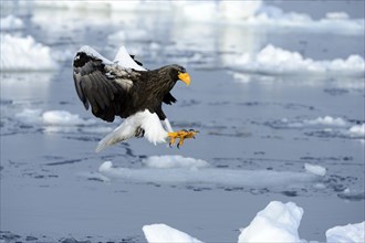 Steller's Sea Eagle (Haliaeetus pelagicus) in flight above floating ice