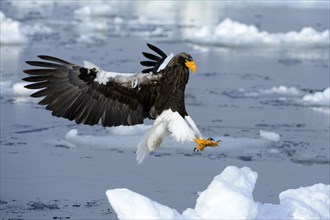 Steller's Sea Eagle (Haliaeetus pelagicus) in flight above floating ice