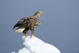 White-tailed Eagle or Sea Eagle (Haliaeetus albicilla) perched on an ice floe