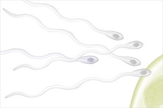 Sperm fertilizing an ovum