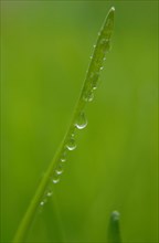 Blade of grass with water droplets