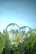 Transparent heart with a flower lying in a meadow
