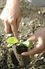 Woman's hands planting lettuce