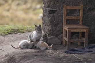 Cat family