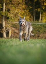 Irish Wolfhound running across a meadow