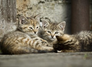 Three brown-tabby kittens lying in front of a barn wall