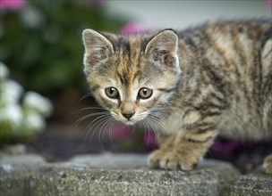 Brown-tabby kitten in the garden